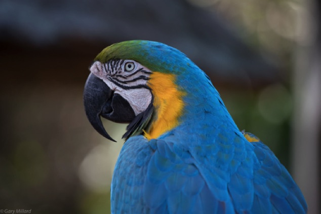 Blue and Gold Macaw
Sarasota Jungle Gardens
Sarasota FL